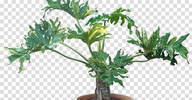 Tree philodendron Philodendron xanadu Houseplant Arums Flowerpot, Philodendron scanaens transparent background PNG clipart
