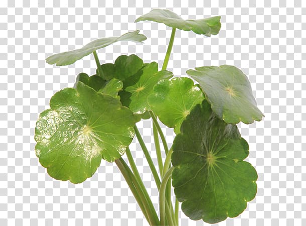 Centella asiatica Dietary supplement Hydrocotyle sibthorpioides Cellulite Herb, others transparent background PNG clipart