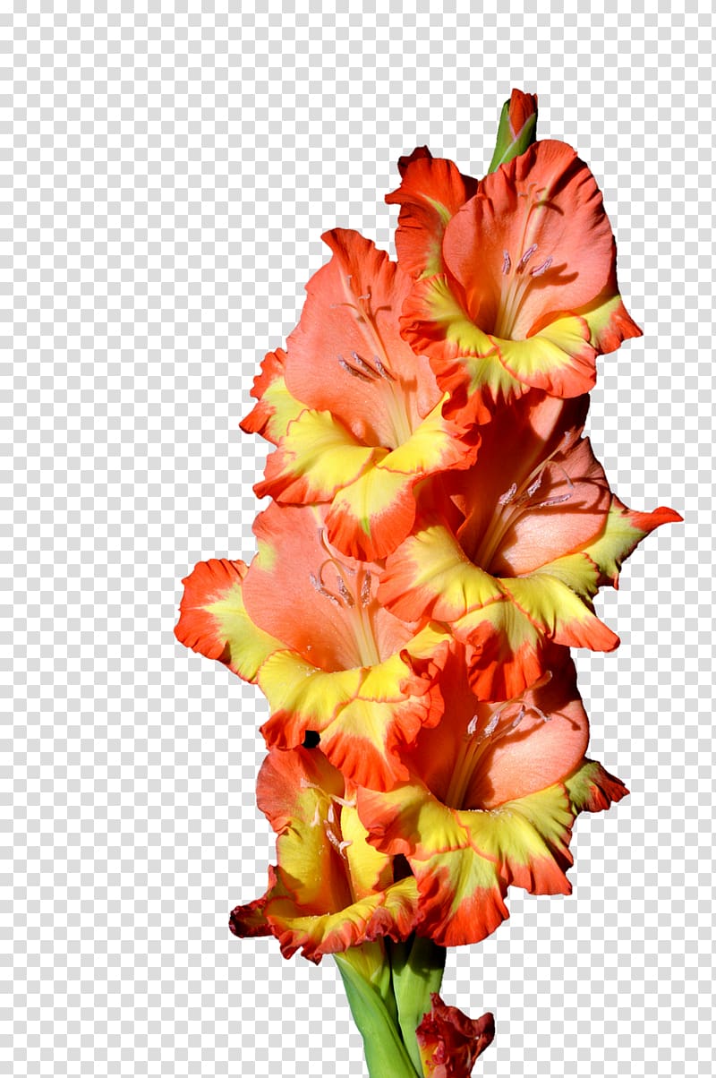 Gladiolus Flower , gladiolus transparent background PNG clipart