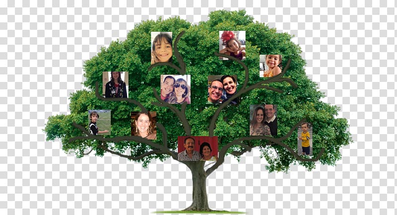 Tree Certified Arborist The Community Foundation of Orange and Sullivan Organization, family tree transparent background PNG clipart