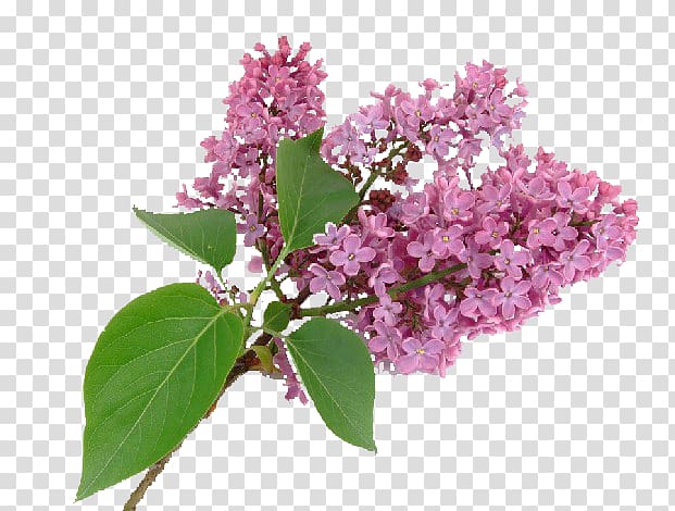 Purple Syzygium aromaticum Flower Lilac, Lilac transparent background PNG clipart