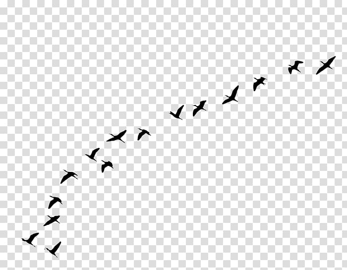 Bird flight Bird flight Flock, Bird transparent background PNG clipart
