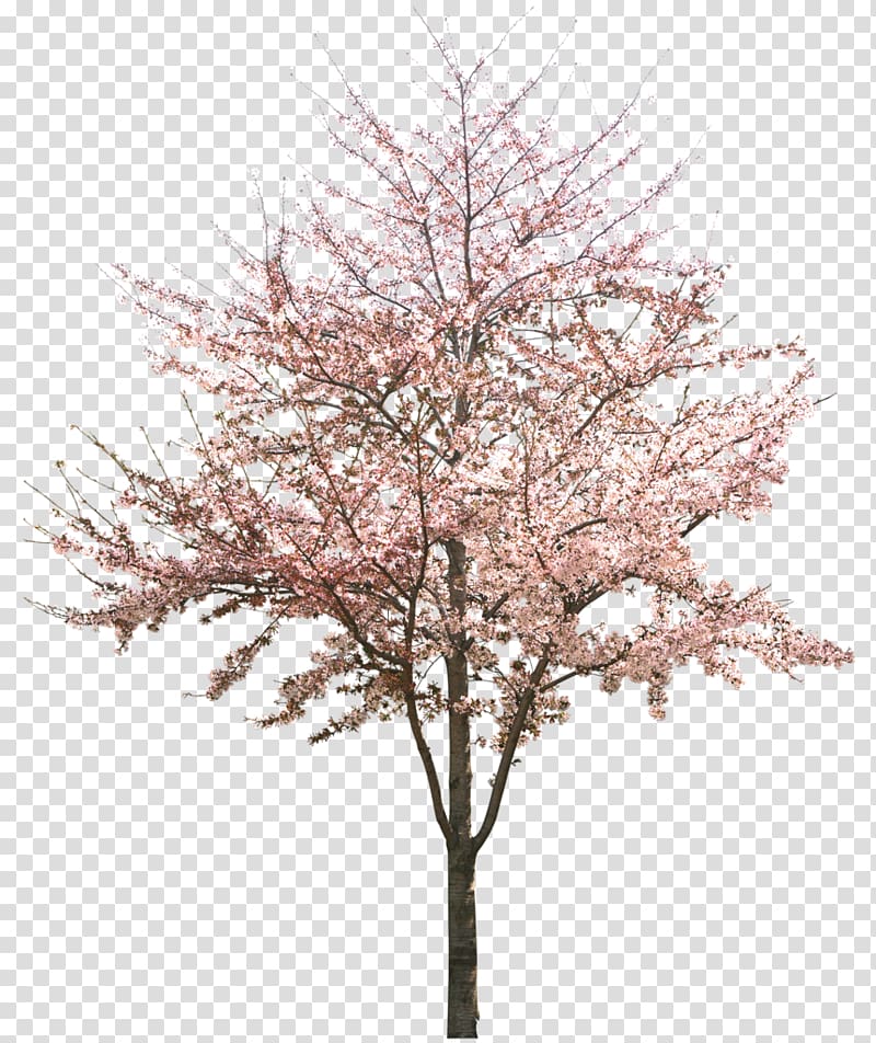 Cherry blossom Tree, apricot transparent background PNG clipart