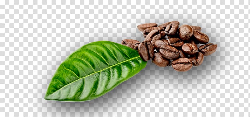 Coffee bean Coffea Leaf , Coffee beans transparent background PNG clipart