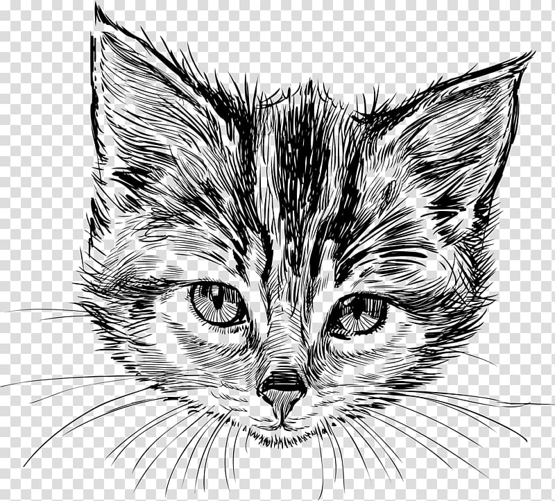 Cat Kitten Drawing, kitten transparent background PNG clipart