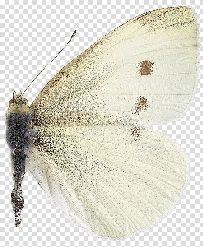 Nymphalidae Pieridae Moth Butterfly, butterfly transparent background PNG clipart