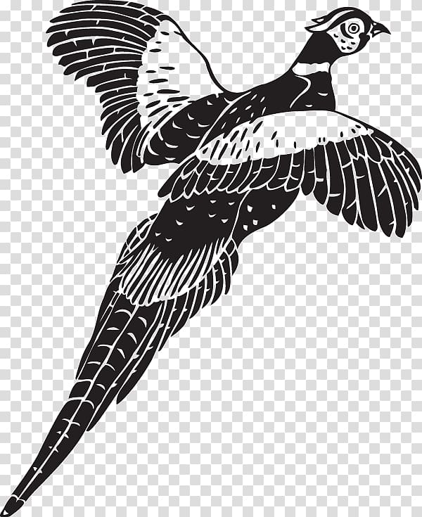 Pheasant Bird , Bird transparent background PNG clipart