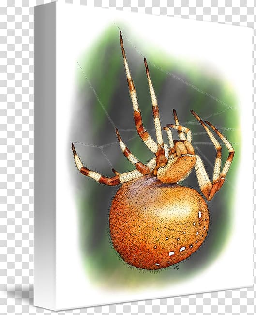 European garden spider Widow spiders kind Art, Orb Weaver Spider transparent background PNG clipart