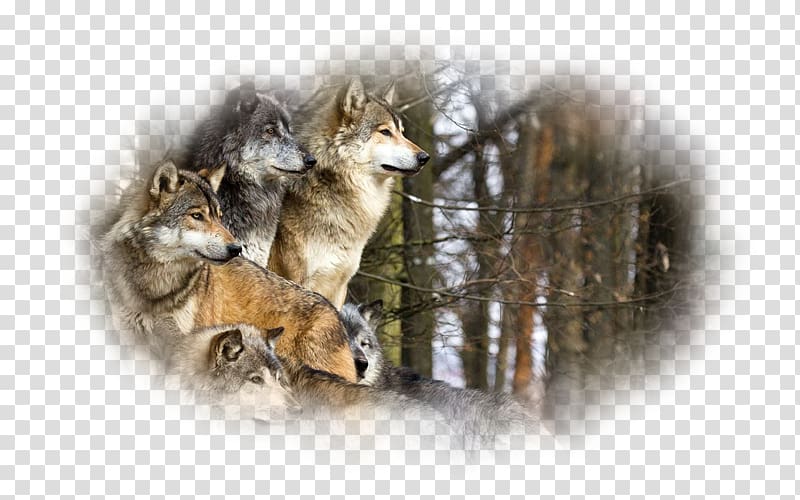 Yellowstone National Park Pack Animal Coyote Dog, Dog transparent background PNG clipart