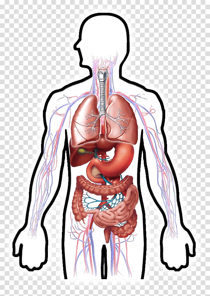 Circulatory system Human digestive system Respiratory system Digestion Human body, human organ diagram transparent background PNG clipart