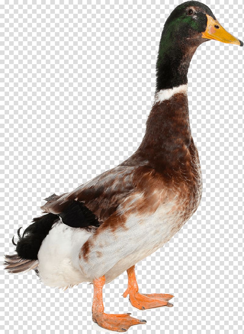 Duck Mallard Goose, Duck transparent background PNG clipart