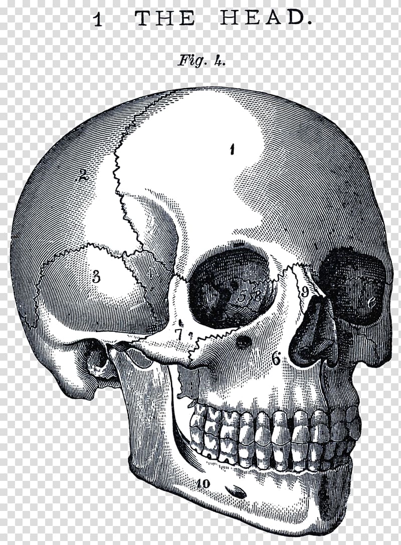 Skull Anatomy Neurocranium Human body , life and death transparent background PNG clipart