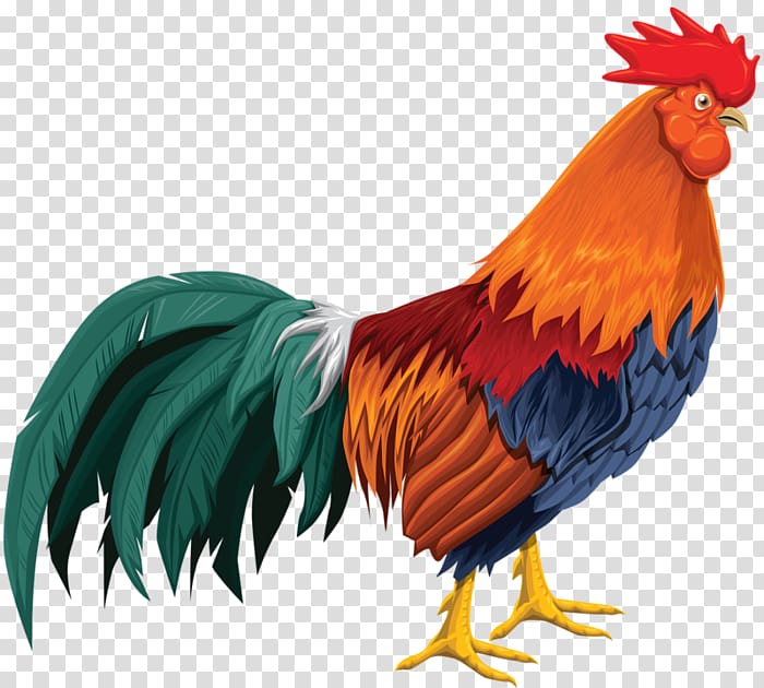 Chicken Clipart-rooster with blue feathers