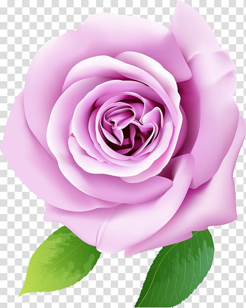 Beach rose Mural , design transparent background PNG clipart