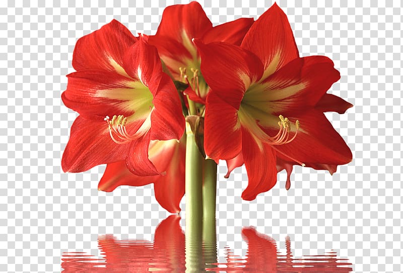 Amaryllis Cut flowers Petal Lilium, flower transparent background PNG clipart