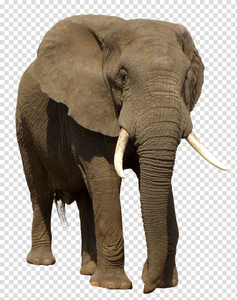 brown elephant art, African bush elephant Indian elephant Trophy hunting, elephant transparent background PNG clipart