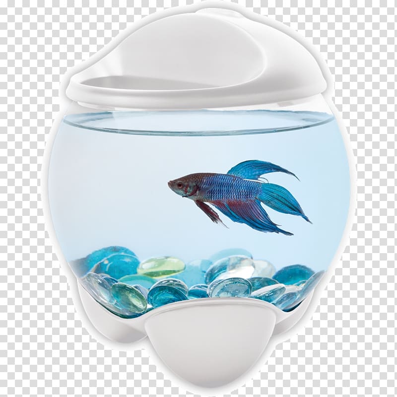 Siamese fighting fish Goldfish Aquarium Tetra, betta transparent background PNG clipart