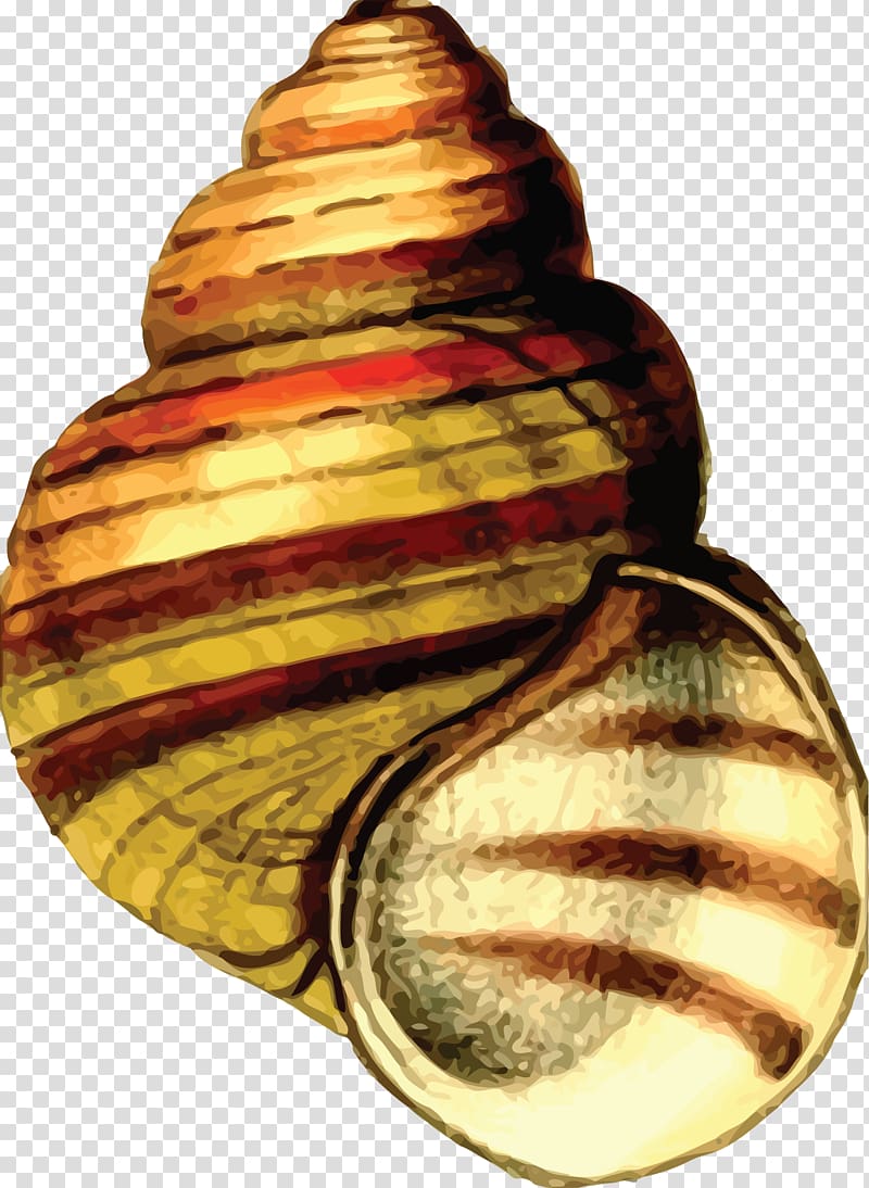 Seashell Snail , nature sea animals conch transparent background PNG clipart