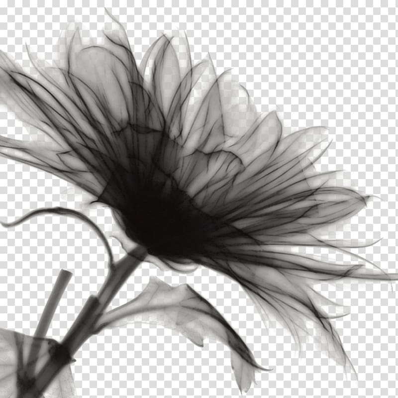 Ink wash painting Flower, Textured black flowers transparent background PNG clipart