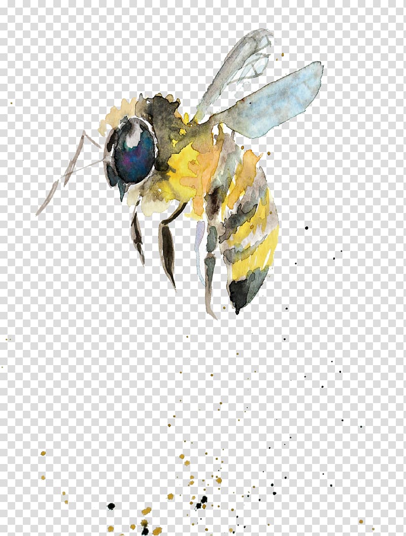 Bumblebee Watercolor painting Drawing Insect, watercolor gift transparent background PNG clipart