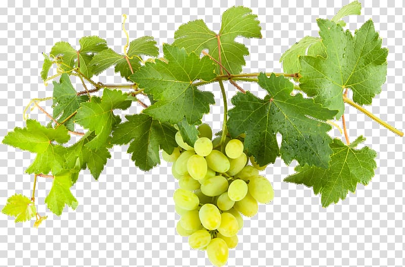 Sultana Common Grape Vine WeinvillaVollmayer Wine, wine transparent background PNG clipart