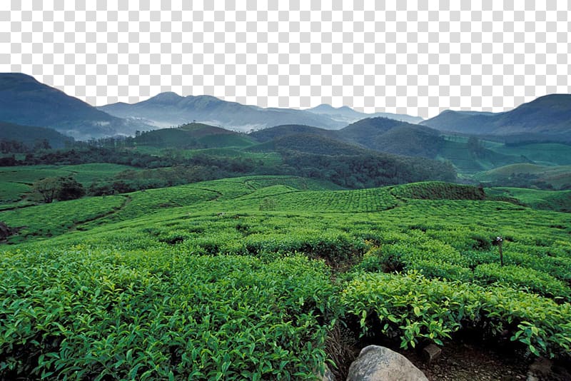 landscape of green mountain field, Munnar Longjing tea u5e90u5c71u4e91u96feu8336 Plantation, Green tea garden transparent background PNG clipart
