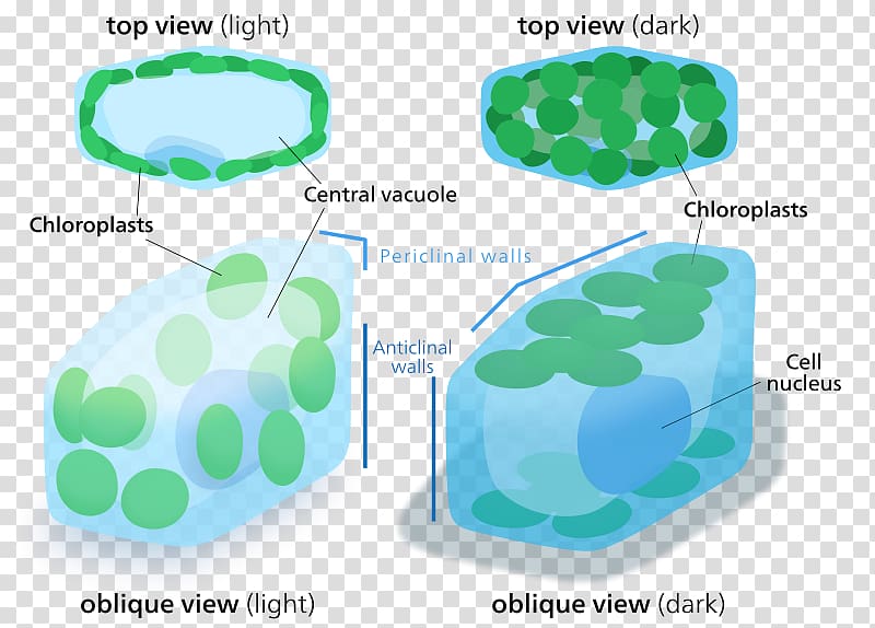 Chloroplast Plant cell Organelle, plant transparent background PNG clipart