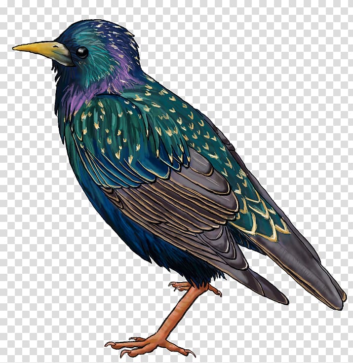 Common starling Drawing Beak, others transparent background PNG clipart