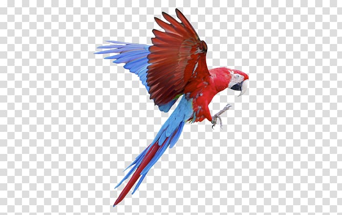 Parrot Macaws Sticker Wall decal, Cataloge transparent background PNG clipart