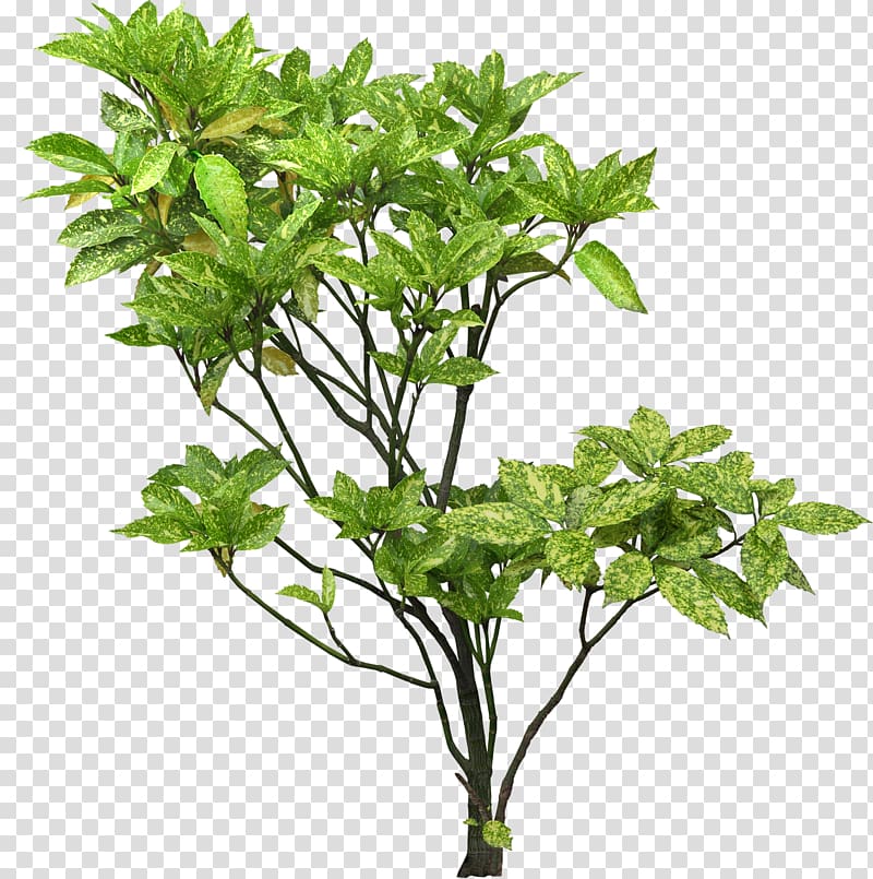 Tree Plant Shrub Branch Aucuba japonica, tree transparent background PNG clipart