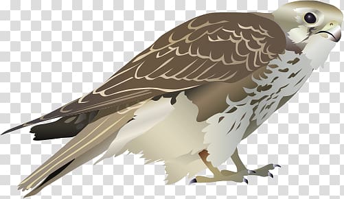 Prairie falcon Bird , falcon transparent background PNG clipart