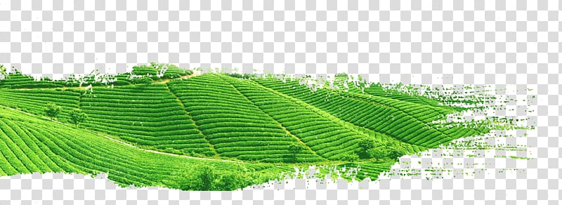 green grass field , Green tea Yum cha White tea, tea garden transparent background PNG clipart