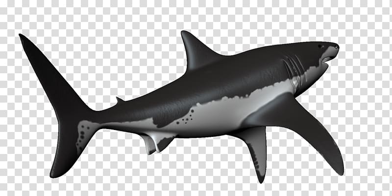Hammerhead shark Requiem shark Great white shark, sharks transparent background PNG clipart