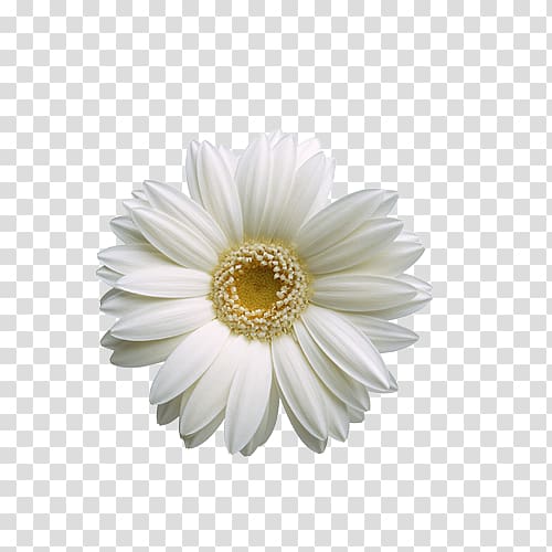Flower , White sunflower transparent background PNG clipart