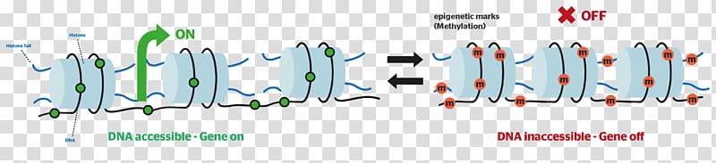 Epigenetics DNA methylation Histone, others transparent background PNG clipart