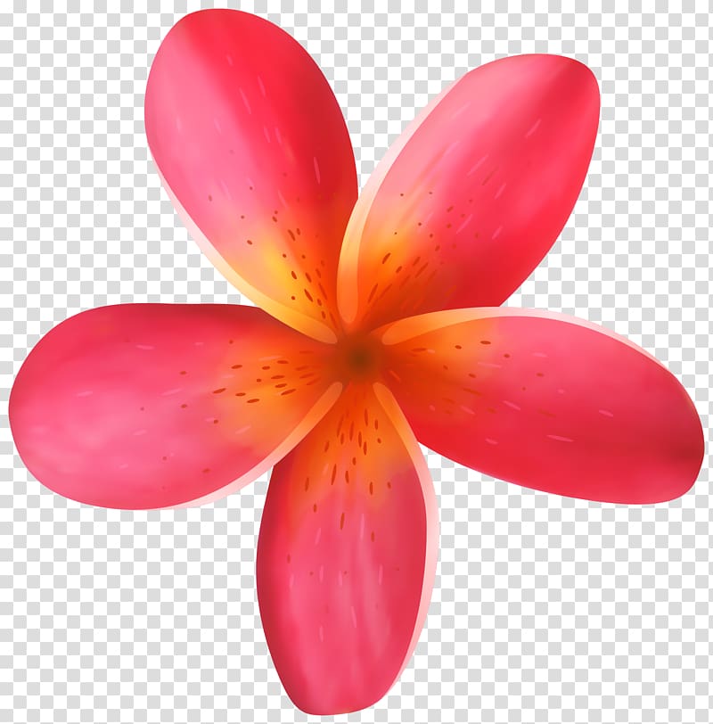 Flower , Tropical Flower , pink petaled flower illustration transparent background PNG clipart