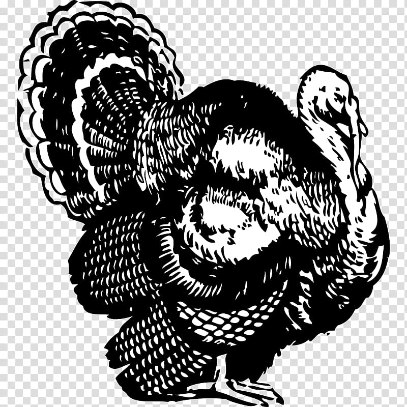 Broad Breasted White turkey Black turkey Black and white Turkey meat , Turkey Drawing transparent background PNG clipart