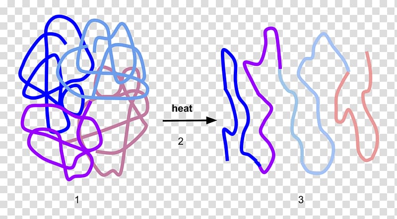 Denaturation Protein structure Enzyme Protein folding, physical structure transparent background PNG clipart