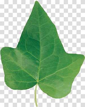 Plant Leaf, green leaf transparent background PNG clipart thumbnail
