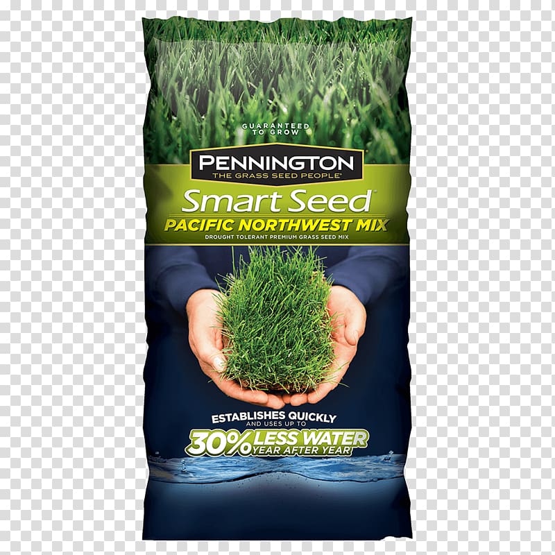 Lawn Seed Kentucky bluegrass Scutch grass Lolium perenne, Pacific Northwest transparent background PNG clipart