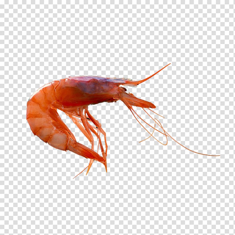 Caridea Prawn Crustacean Lobster Shrimp, prawn transparent background PNG clipart