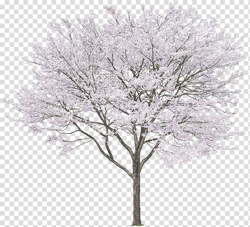 cherry blossoms clipart black and white tree