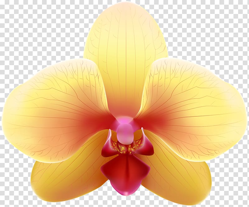 Moth orchids , orchid flowers transparent background PNG clipart