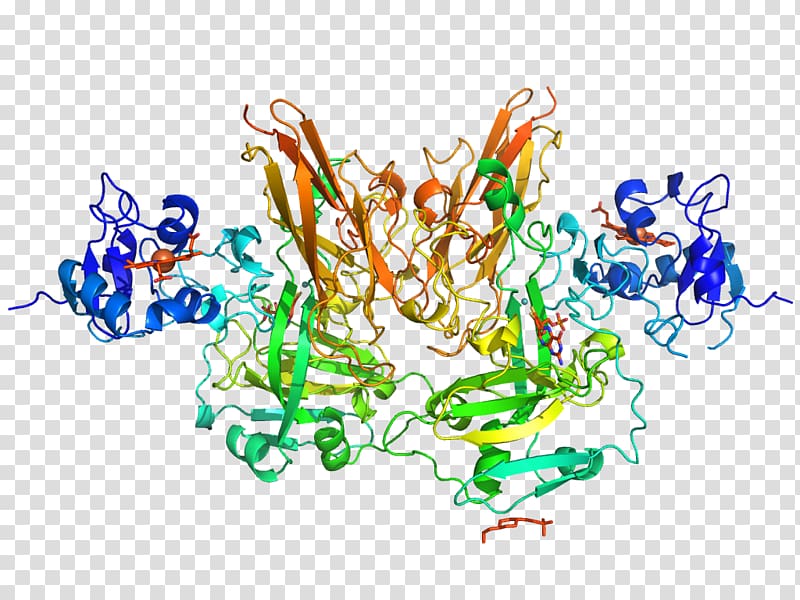 Sulfite oxidase Enzyme Amylase GNU Free Documentation License, 空白乳霜 transparent background PNG clipart