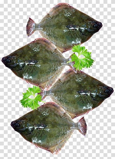 Flatfish Flounder Demersal fish Sole, fresh salmon transparent background PNG clipart