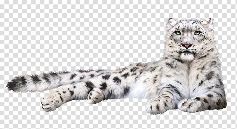 Snow leopard Felidae Cat Whiskers, leopard transparent background PNG clipart