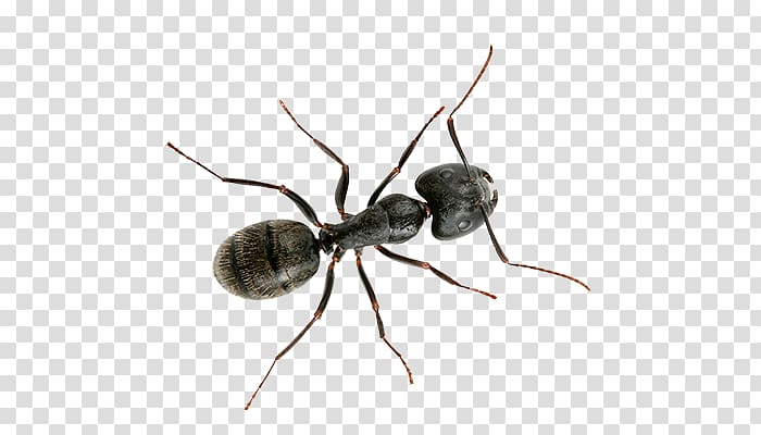 Black carpenter ant Banded sugar ant Black garden ant Little black ant, insect transparent background PNG clipart