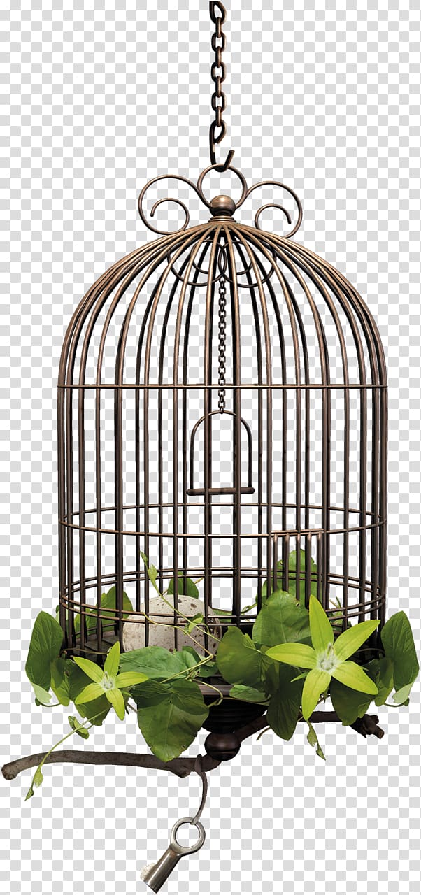 Cage Bird Ptycha , Bird transparent background PNG clipart