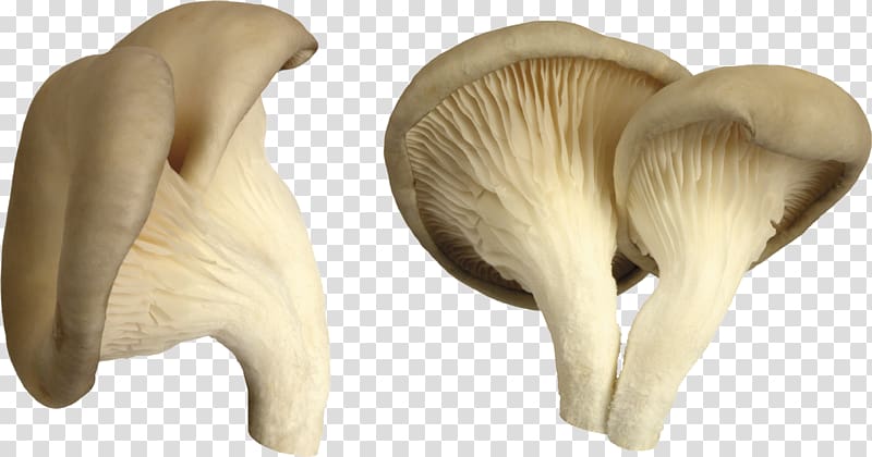 Edible mushroom Mushroom hunting Common mushroom, Mushroom transparent background PNG clipart
