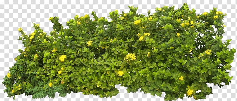green leafed plant , Bush Footer transparent background PNG clipart